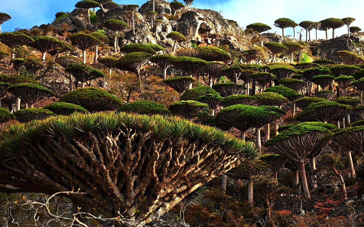 Socotra.original.1994-1170x731.jpg